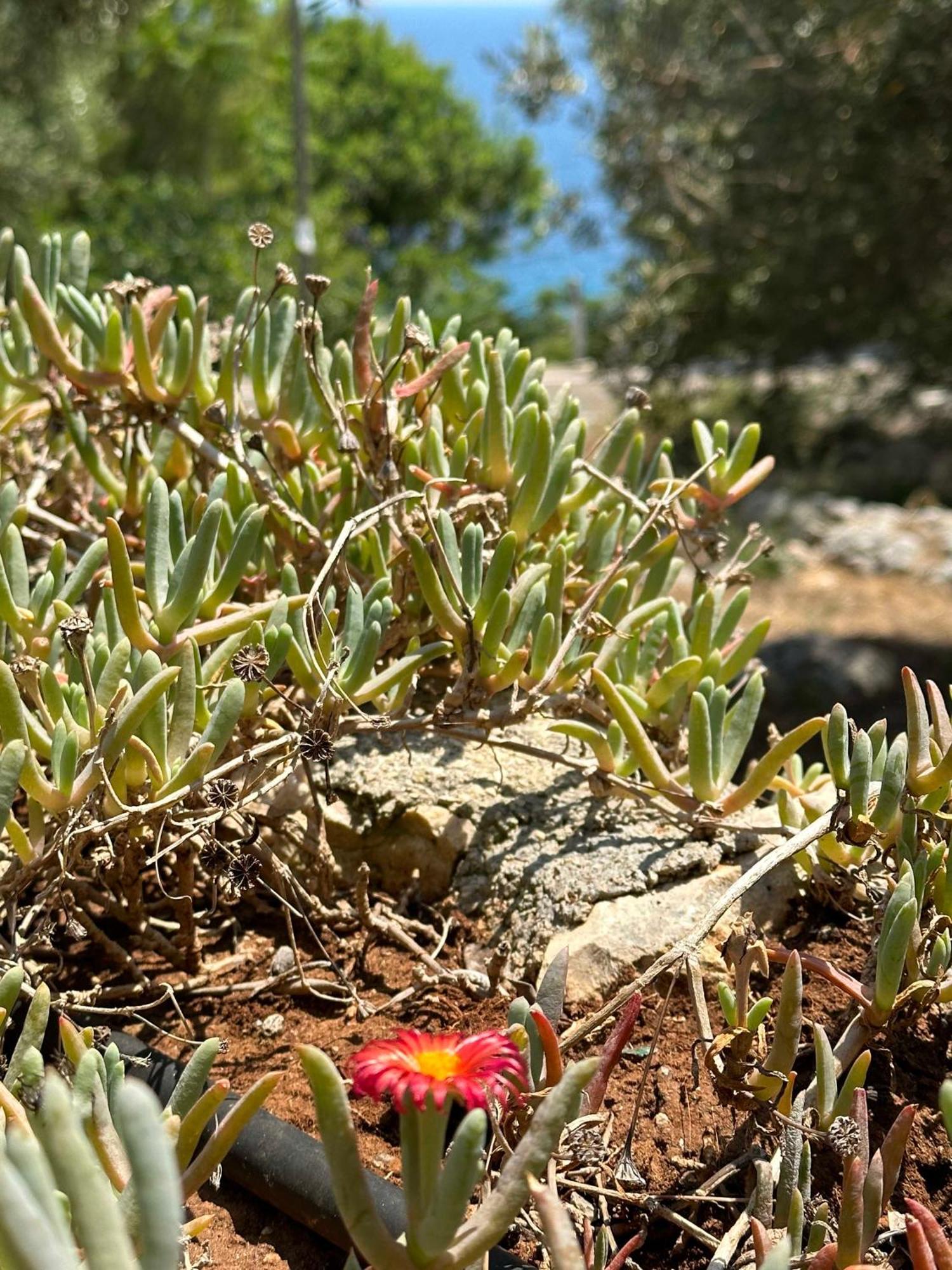 Villetta Dagre Fronte Mare 马里蒂玛 外观 照片